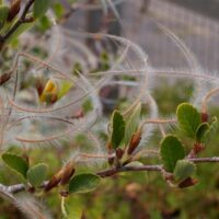 Cercocarpus betuloides