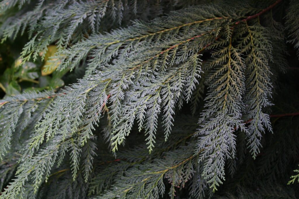 Chamaecyparis lawsoniana - Lawson's cypress