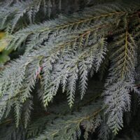 Chamaecyparis lawsoniana
