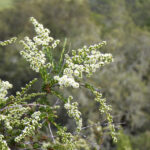 Adenostoma fasciculatum - chamise