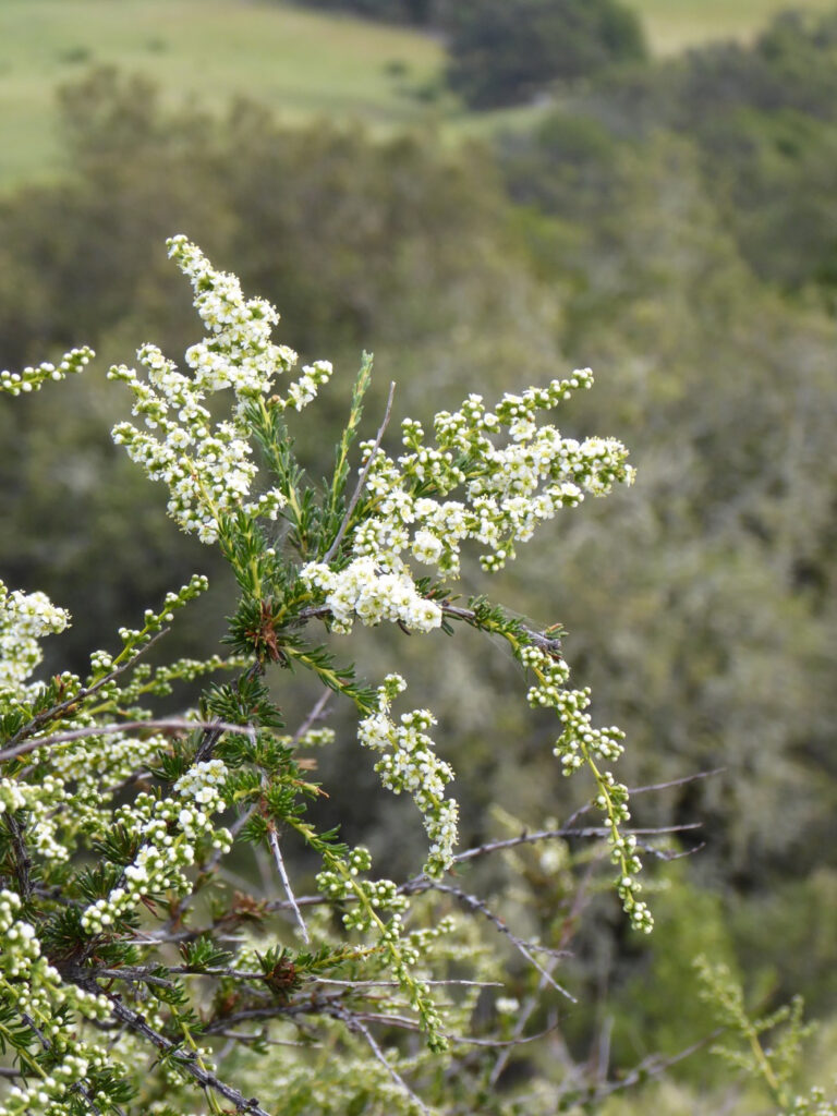 Adenostoma fasciculatum - chamise