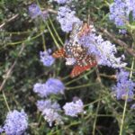 Ceanothus parryi - Parry's ceanothus, ladybloom