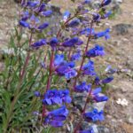 Penstemon speciosus - royal penstemon