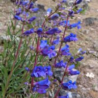 Penstemon speciosus