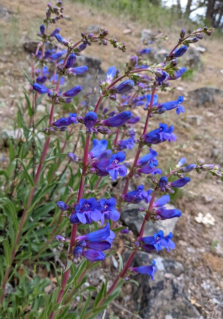 Penstemon speciosus - royal penstemon