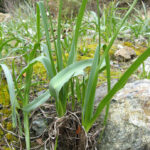 Chlorogalum pomeridianum v. pomeridianum - soap plant