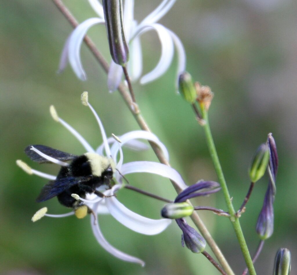 Chlorogalum pomeridianum v. pomeridianum - soap plant
