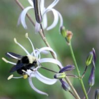 Chlorogalum pomeridianum v. pomeridianum