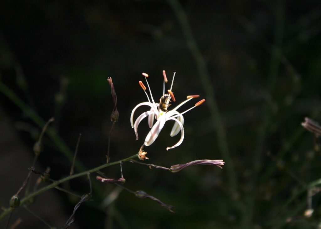 Chlorogalum pomeridianum v. pomeridianum - soap plant
