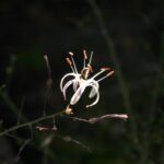 Chlorogalum pomeridianum v. pomeridianum - soap plant
