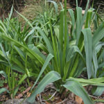 Chlorogalum pomeridianum v. pomeridianum - soap plant