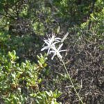 Chlorogalum pomeridianum v. pomeridianum - soap plant