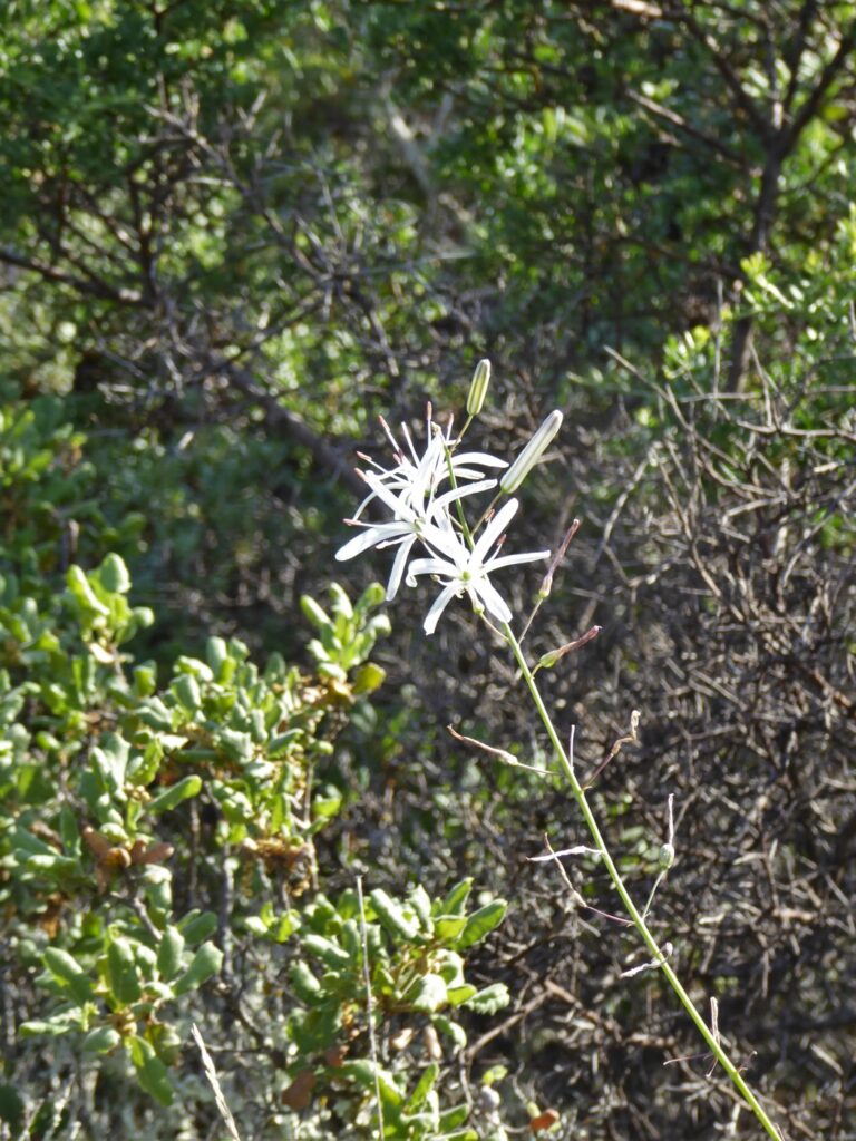Chlorogalum pomeridianum v. pomeridianum - soap plant