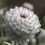 Cirsium occidentale - cobweb thistle