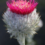 Cirsium occidentale - cobweb thistle