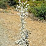 Cirsium occidentale - cobweb thistle