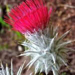 Cirsium occidentale - cobweb thistle