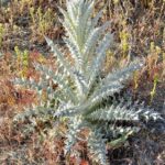 Cirsium occidentale - cobweb thistle