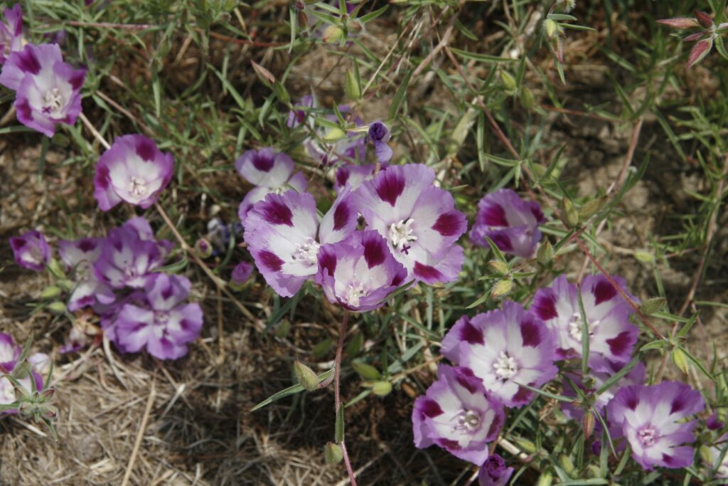 Clarkia williamsonii - Fort Miller fairyfan
