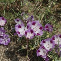Clarkia williamsonii