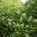 Clematis ligusticifolia - virgin's bower