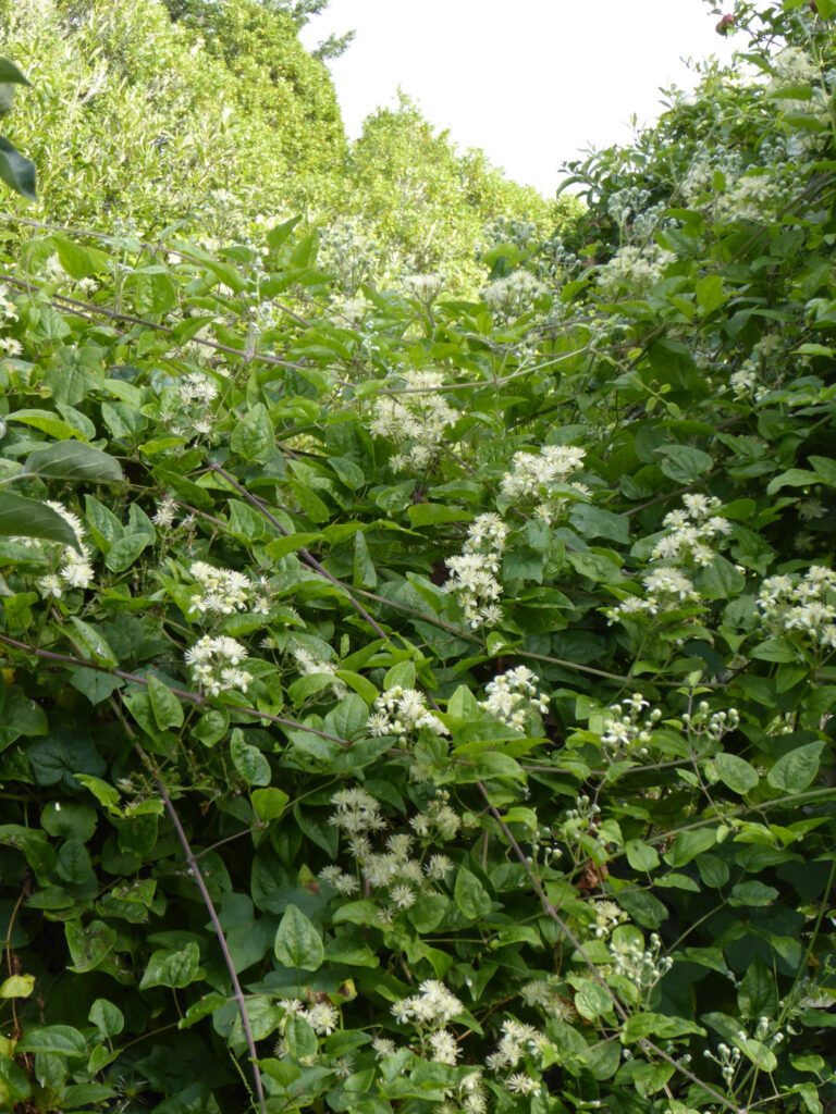 Clematis ligusticifolia - virgin's bower
