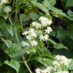 Clematis ligusticifolia - virgin's bower