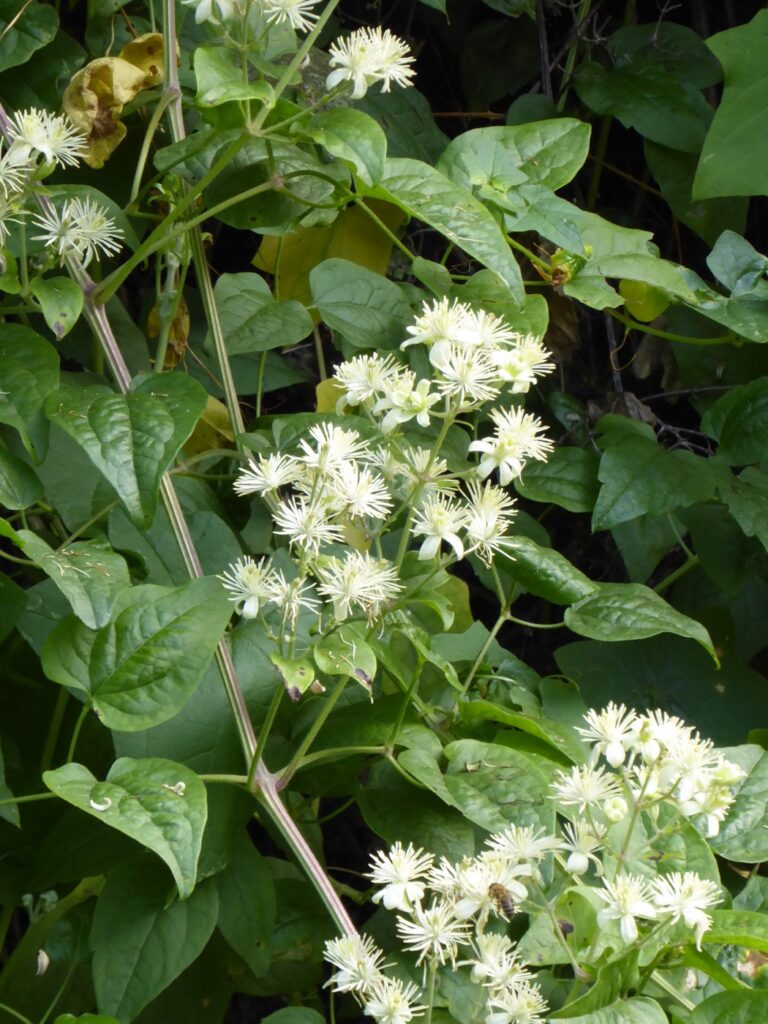 Clematis ligusticifolia - virgin's bower