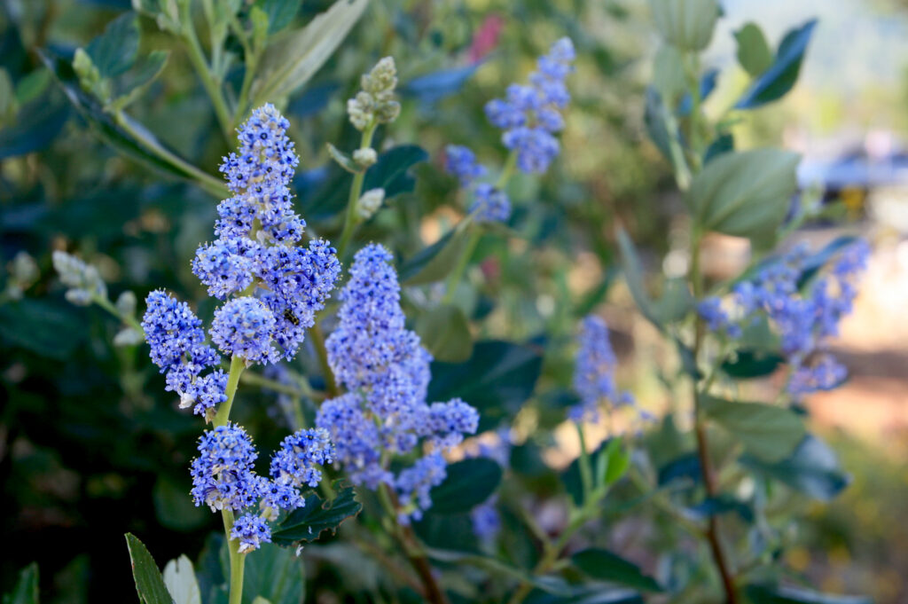 Ceanothus arboreus 'Cliff Schmidt' - island ceanothus