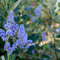 Ceanothus arboreus ‘Cliff Schmidt’