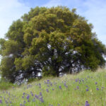 Quercus agrifolia - coast live oak