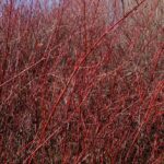 Cornus sericea ssp. occidentalis 'Tomales Bay' - western redtwig dogwood