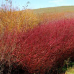 Cornus sericea ssp. occidentalis 'Tomales Bay' - western redtwig dogwood