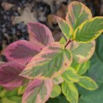 Cornus sericea 'Hedgerow's Gold' - redtwig dogwood