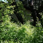 Cornus glabrata - browntwig dogwood