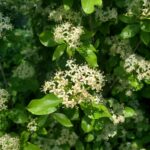 Cornus glabrata - browntwig dogwood