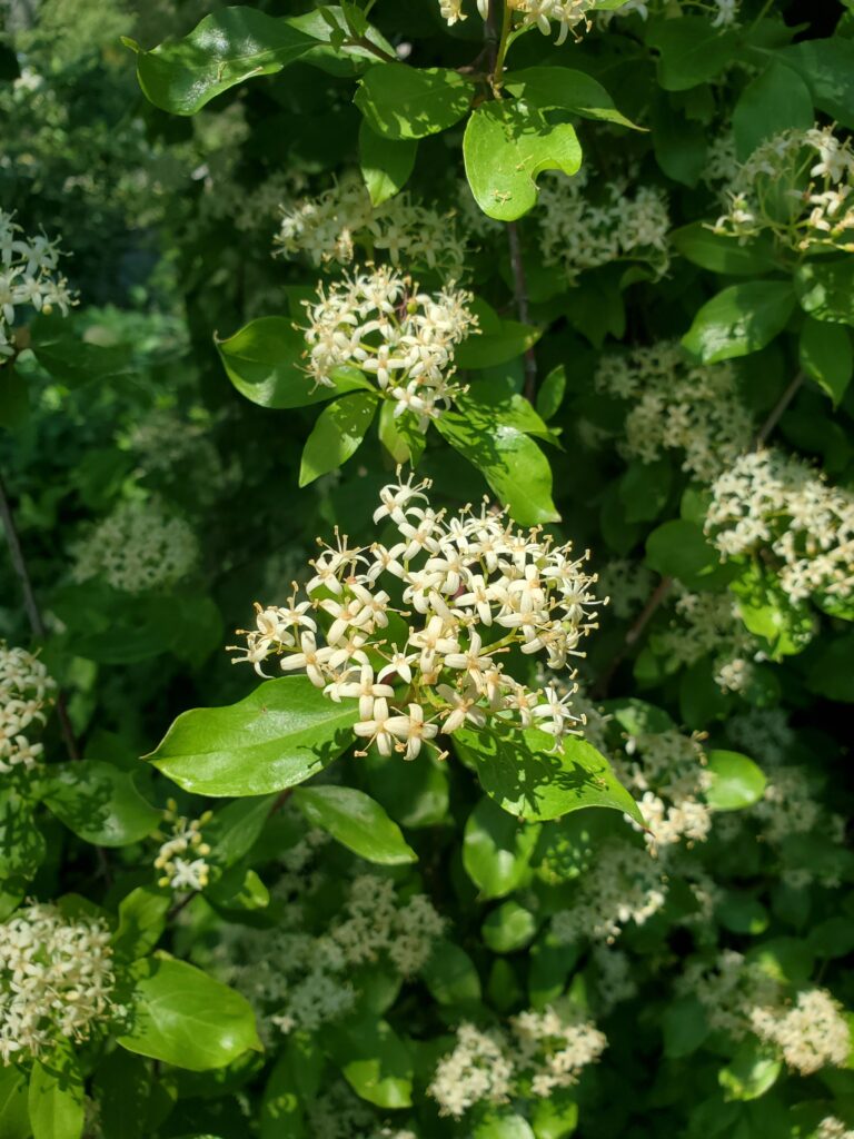 Cornus glabrata - browntwig dogwood