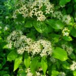 Cornus glabrata - browntwig dogwood