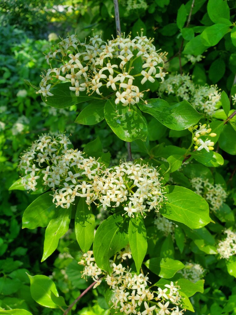 Cornus glabrata - browntwig dogwood