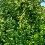 Cornus glabrata - browntwig dogwood