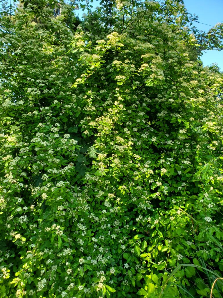 Cornus glabrata - browntwig dogwood