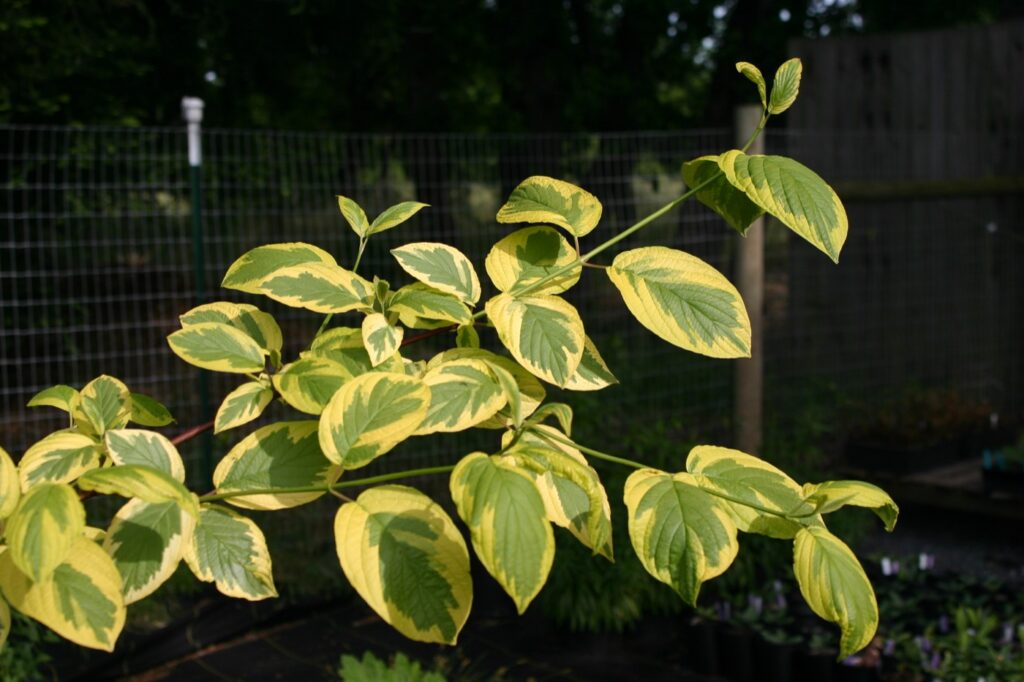 Cornus sericea 'Hedgerow's Gold' - redtwig dogwood