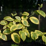Cornus sericea 'Hedgerow's Gold' - redtwig dogwood