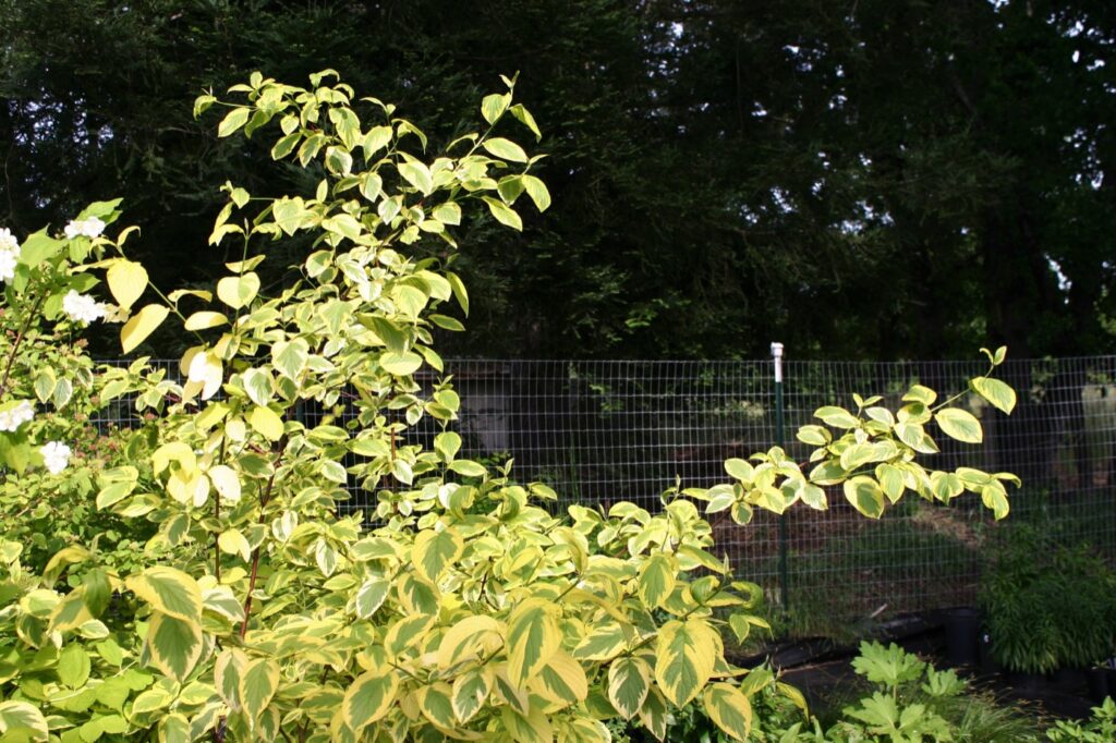 Cornus sericea 'Hedgerow's Gold' - redtwig dogwood