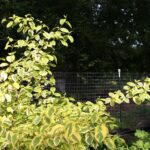 Cornus sericea 'Hedgerow's Gold' - redtwig dogwood