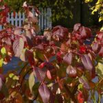 Cornus sericea - western redtwig dogwood