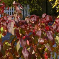 Cornus sericea