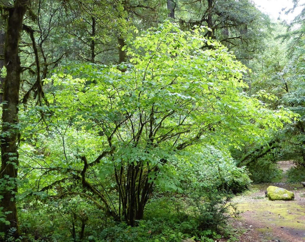 Corylus cornuta ssp. californica - western hazelnut