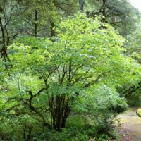 Corylus cornuta ssp. californica