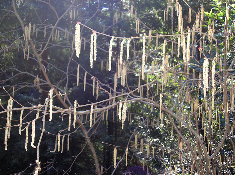 Corylus cornuta ssp. californica - western hazelnut